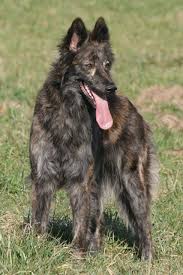 Pin By Jennifer Wilson On Chiens Dutch Shepherd Dog Dog Breeds Real Dog