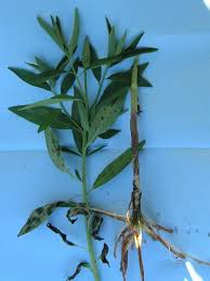 Image result for Sphenoclea