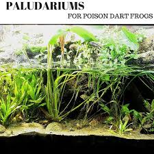 Paludarium For Poison Dart Frogs Poison Dart Frogs Poison Dart Poison Dart Frog Habitat