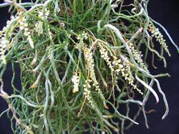 Image result for Microcoelia exilis