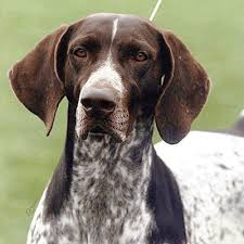 West covina, ca 91016, usa. Northwood Mountain Kennels Nmk Dual Champion German Shorthaired Pointers German Shorthaired Pointer Pointer Puppies German Shorthaired Pointer Dog