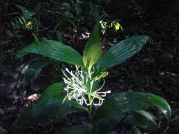 Image result for Corymborkis corymbis