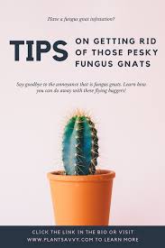 Even if you're just going for a casual walk, you'll need to look out for cactus plants with needles that can attach to your clothing and pierce your skin. How To Prevent And Get Rid Of Fungus Gnats Water Wise Saving Money Ways To Save Money