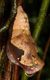 o0336053413343234002 jpg 336 534 ピクセル 擬態 ガボンアダー チョウ