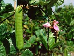 Image result for Canavalia africana