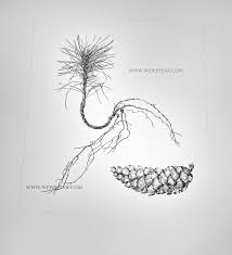 Macedonian Pine Seedling And Cones Drawn By Sarah Simblet For The New Sylva Botanical Drawings Forest Drawing Pine Seedlings