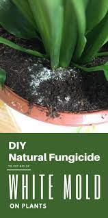 Pin On Plant Mold Removal