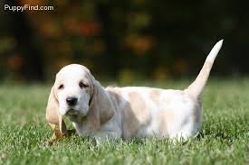 Black And White Basset Hound Puppies For Sale Lemon Basset Hound Puppy Basset Puppies Hound Puppies Basset Hound