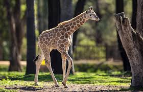 Jun 30, 2021 · the tour operator was fined $5000 after trying to proceed with a visit to taronga western plains zoo on monday, having on buses at least 76 people who were not permitted to travel outside greater sydney. Taronga Western Plains Zoo Excited To Show Off New Arrivals This Spring Western Advocate Bathurst Nsw