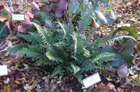 Image result for Polystichum