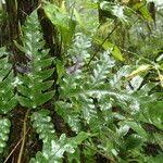 Image result for Tectaria angelicifolia