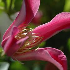 Maybe you would like to learn more about one of these? Clematis Princess Diana Texensis Texas Waldrebe Online Bestellen Bei Schmid Gartenpflanzen