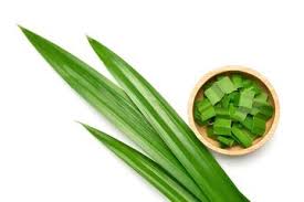 Obat herbal rematik dan pegal linu Bukan Cuma Penambah Aroma Masakan Siapa Sangka Daun Pandan Bisa Beri Empat Manfaat Sekaligus Bagi Tubuh Semua Halaman Sajian Sedap