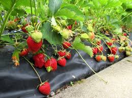 Epingle Sur Jardin
