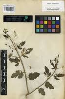 Image result for Tragia hildebrandtii