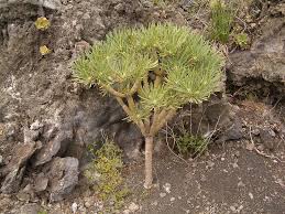 Image result for Kleinia mweroensis