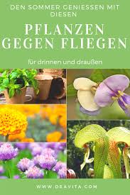 Kaum Wird Es Draussen Schon Und Warm Erscheinen Auch Schon Die Ersten Lastigen Plagegeister Neben Mucken Und Unangenehme Wespen Pflanzen Fliegen Naturgarten