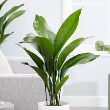 From the tropics to the desert, find out which flowering plants thrive indoors. Buy Indoor Plants By Crocus