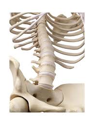 The rib cage is an important part of the human anatomy. I Have A Rib Out Of Place What Do I Do And How Do I Treat It Gallatin Valley Chiropractic Bozeman Mt Back And Neck Pain Whiplash More