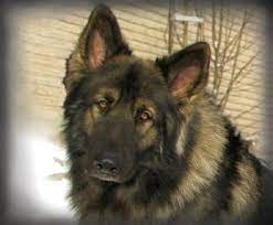 Call or email if interested in the new puppies. Shiloh Shepherd Puppies For Sale In Watford Ontario Nice Pets Online