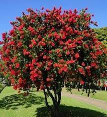 Master Gardener S Mailbox Bottlebrush Australian Native Plants Trees To Plant Plants