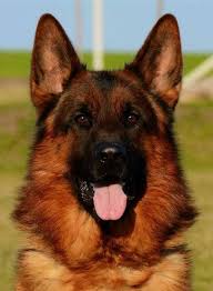 Contact oregon king shepherd breeders near you using our free king shepherd breeder search tool below! Cb Kennel And Ranch Home