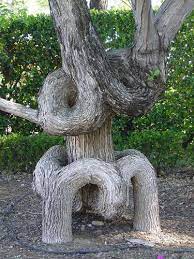 Circus Tree 4 Weird Trees Nature Tree Unique Trees