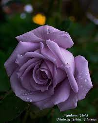 Sending these flowers to someone is a great way to wish peace. Pin By Sl Gudiel On Roses Amazing Flowers Rose Leaves Rose