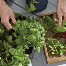 Walmart.com has been visited by 1m+ users in the past month Amazon Com Root Farm Felt Garden Pot 10 Gal Large Garden Outdoor