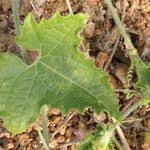 Image result for Cucumis maderaspatanus