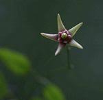 Image result for Vincetoxicum apiculatum