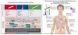 'these flavouring chemicals and additi. First Comparison Of Dangers Of Tobacco Cigarettes E Cigarettes And Waterpipes