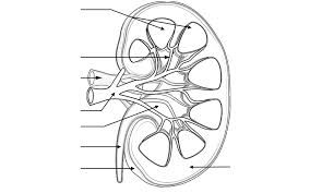 Glomerulus proofreading is one of the last phases of the writing process where you carefully seek out and correct grammatical and typographical errors in your final draft before presenting your work to an aud… Label And Color The Kidney