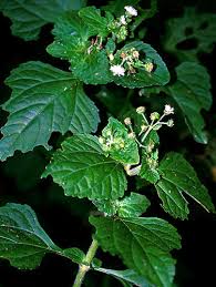 Image result for Adenostemma