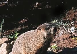 In fact, they are the largest members of the squirrel family. Forget The Calendar Spring Is Here When The Groundhogs Pop Up The Blade
