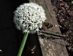 You can create a wildlife friendly habitat, plant. 10 Best Plants For Bees And Butterflies