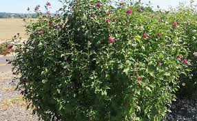 Image result for Hibiscus Red 2015 Vito