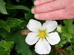 Image result for Lagenaria sphaerica