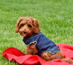Check spelling or type a new query. Monarch Australian Labradoodles Your New Best Friend Is Here