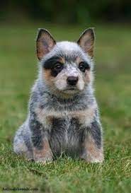 Fabric Australian Cattle Dog Blue Heeler Puppy 16 Inch Etsy In 2021 Heeler Puppies Blue Heeler Puppies Cattle Dog Puppy