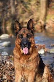 Blue Ridge Lane German Shepherds Blue Ridge Lane German Shepherds