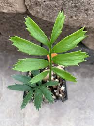 Image result for Cyphia erecta