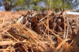 Do not attempt to call anyone out. Pine Straw And Pests What You Need To Know This Fall