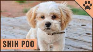 Whatever the texture, its coat gives this crossbreed. Shih Poo Poodle Shih Tzu Mix Youtube