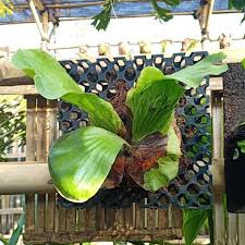 Image result for Platycerium elephantotis