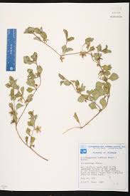 Image result for Acanthospermum australe