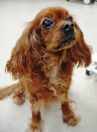 More images for pet loss poems the last battle » Pet Loss Poems