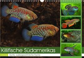 Image result for Aneulophus