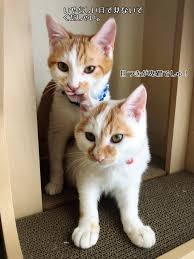 R18「子猫のおふぐり」 : 猫とお酒と日々のこと Powered by ライブドアブログ