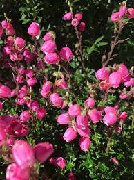 Irische Glockenheide Heide Irisch Garten